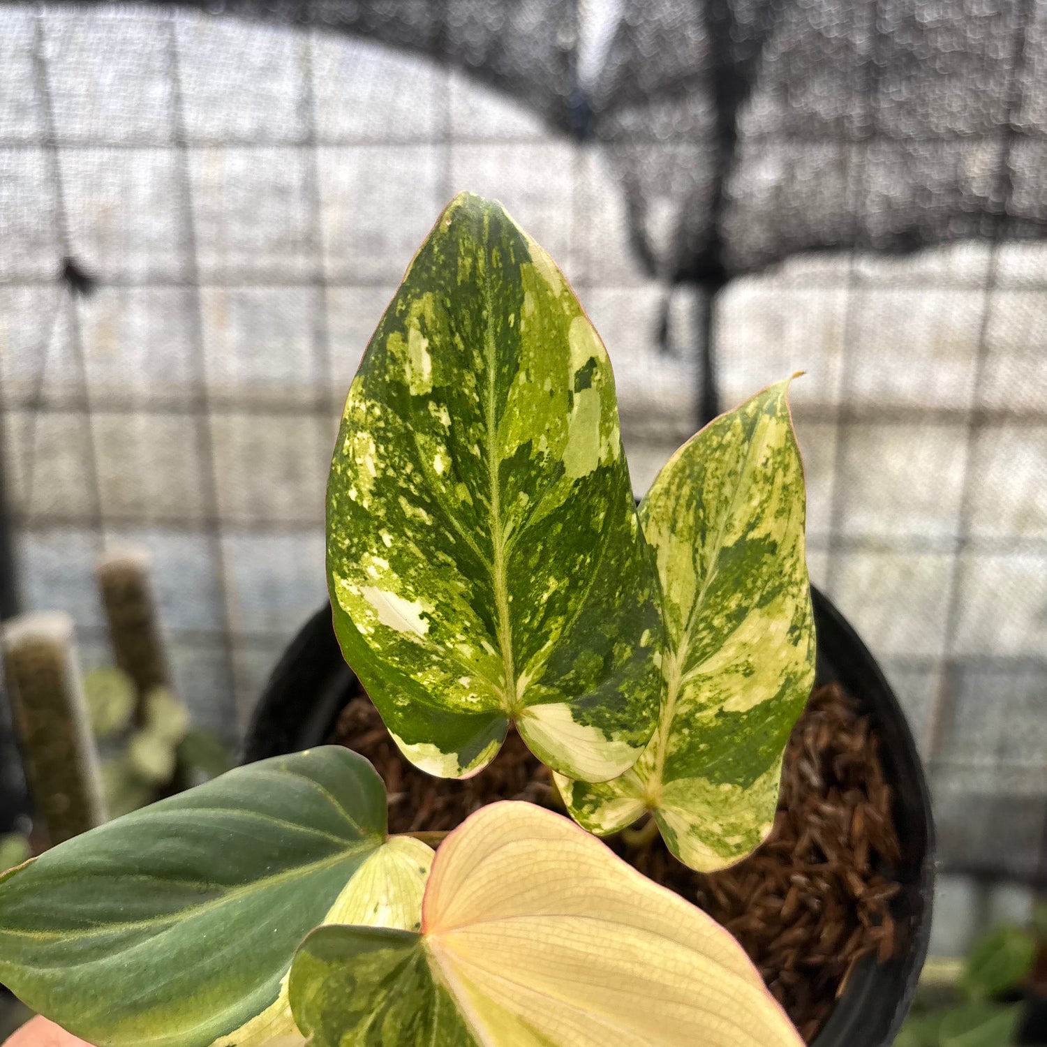 RP15-8 Philodendron Gloriosum Treecolor