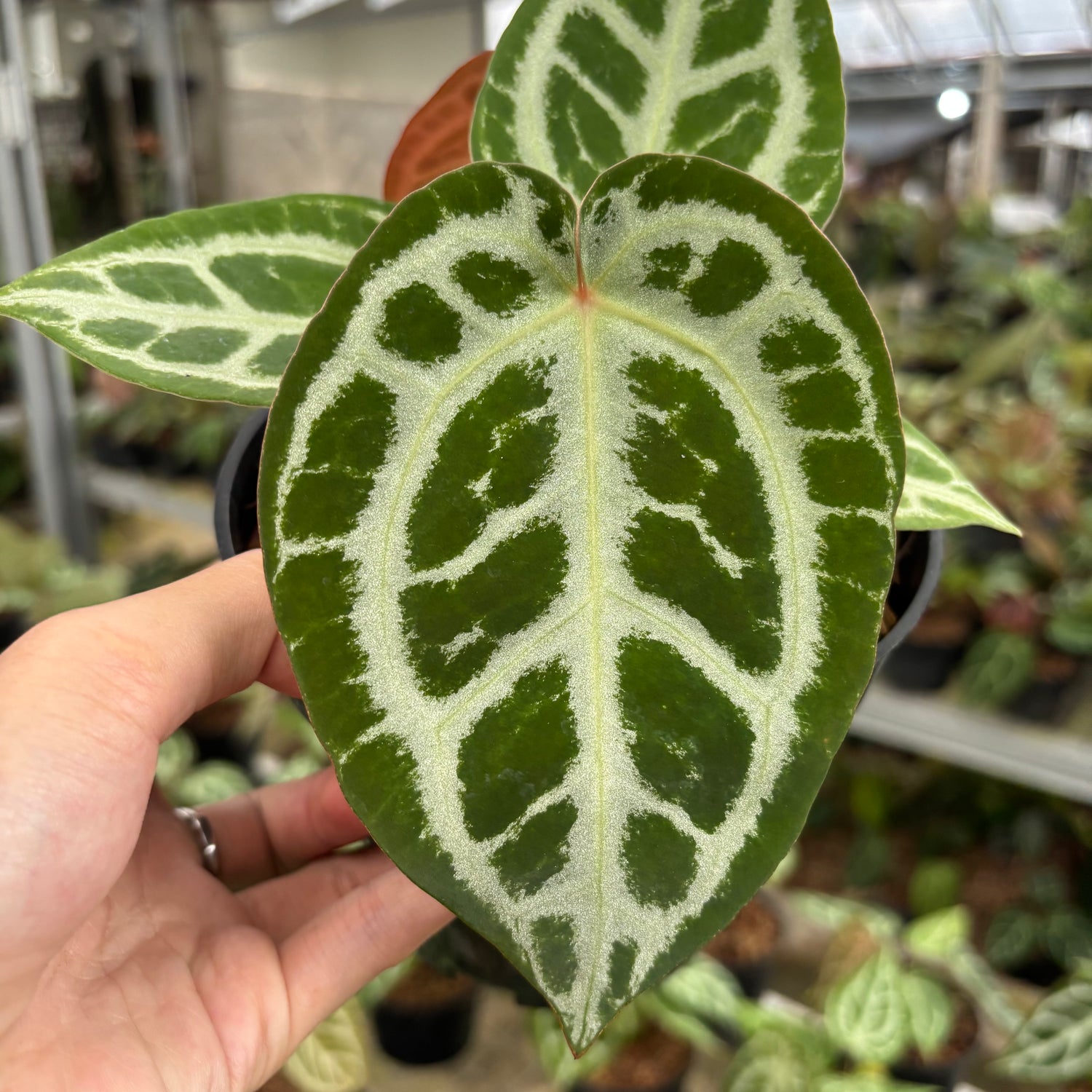 Anthurium Silver Chrome x Michelle