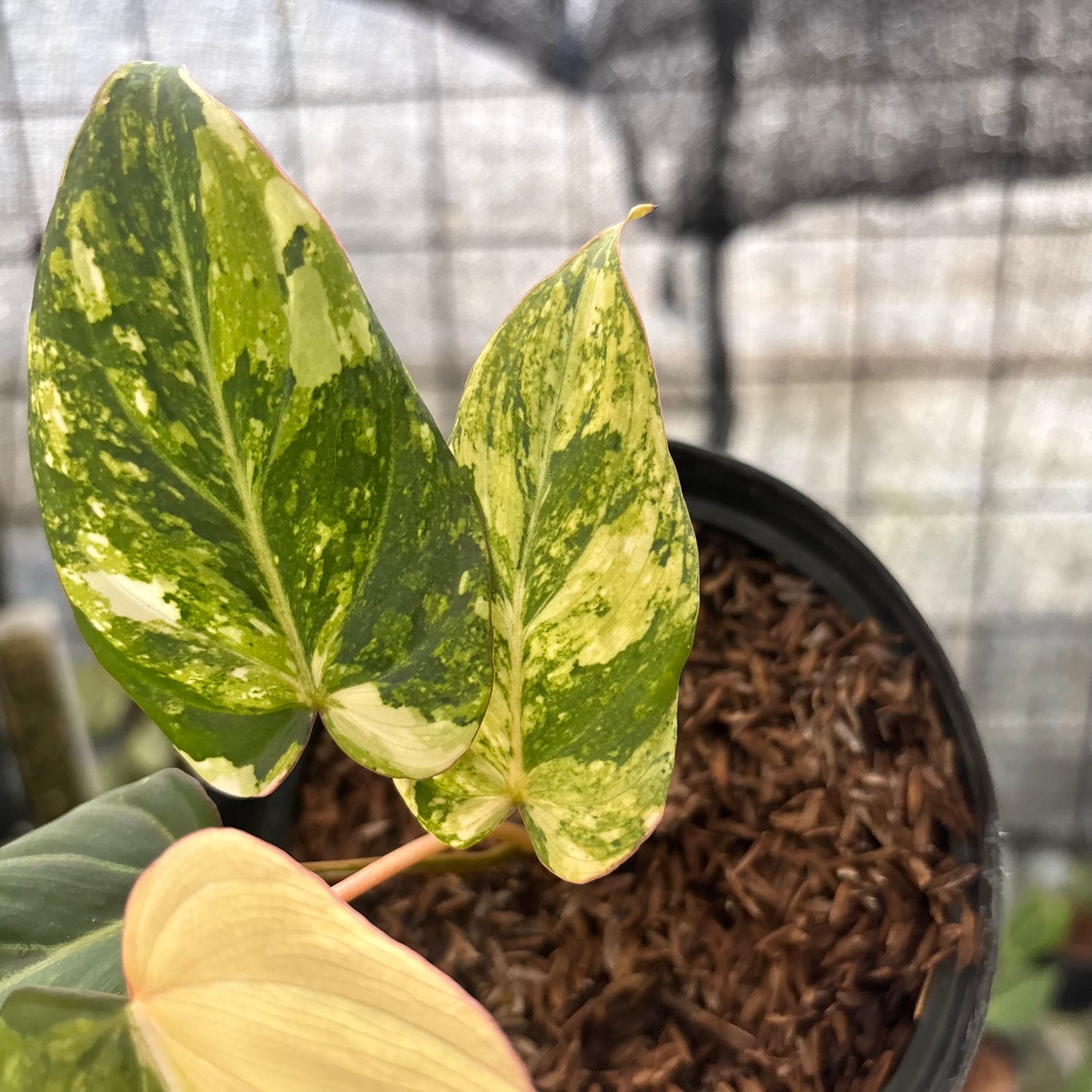 RP15-8 Philodendron Gloriosum Treecolor