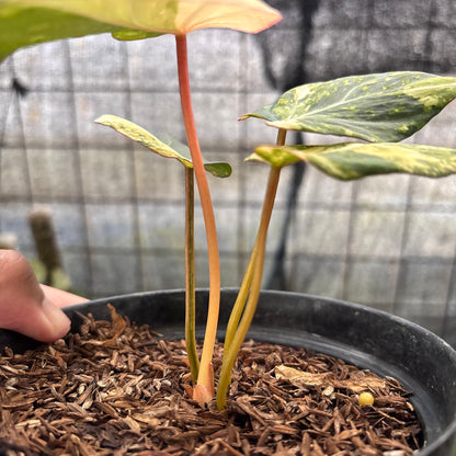 RP15-8 Philodendron Gloriosum Treecolor