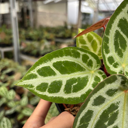 Anthurium Silver Chrome x Michelle