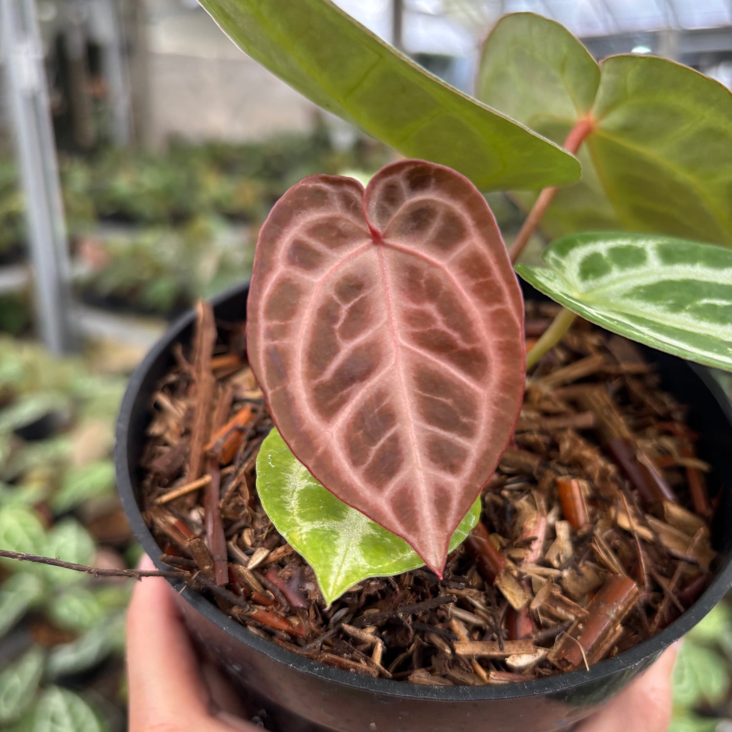 Anthurium Silver Chrome x Michelle