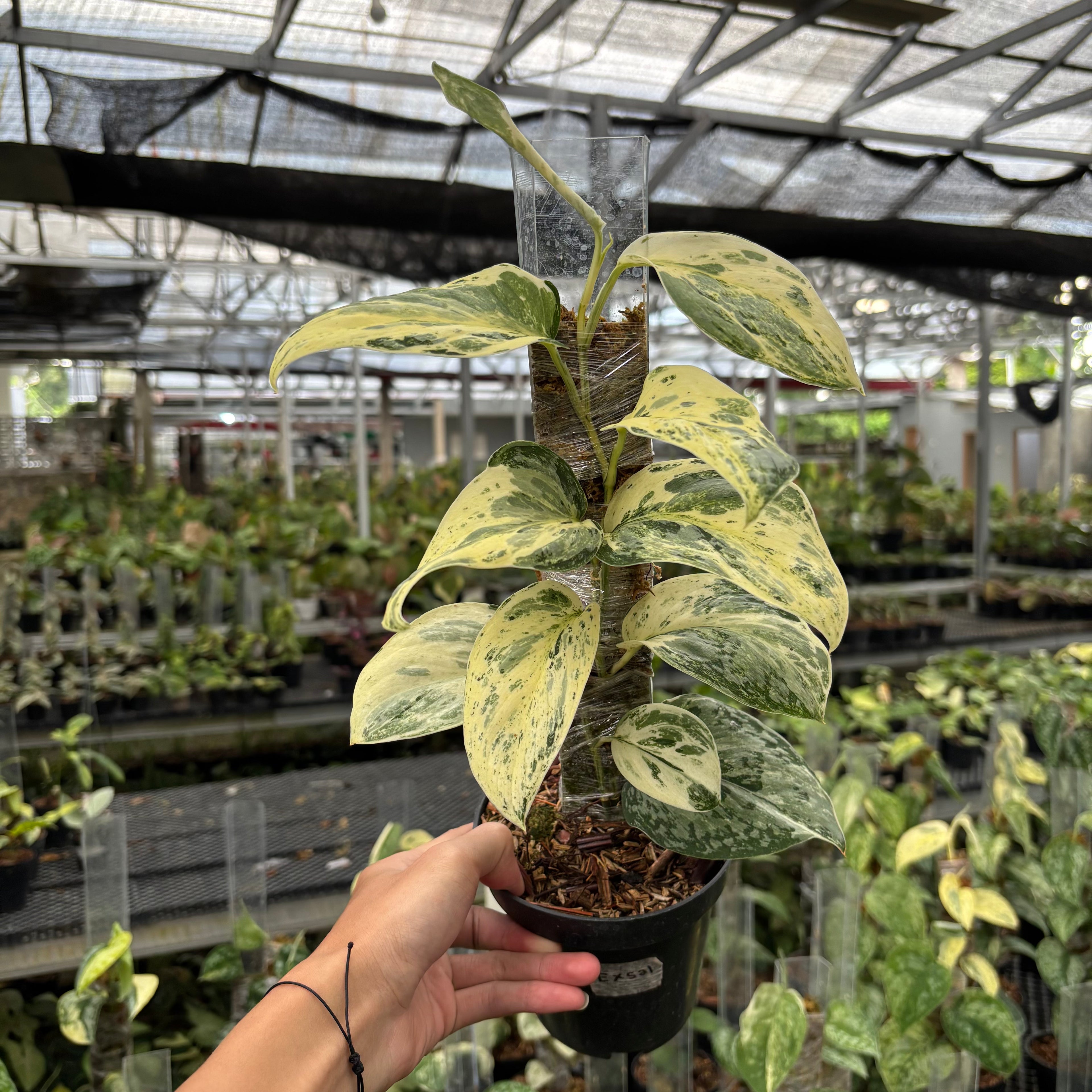 Scindapsus Exotica Salaca