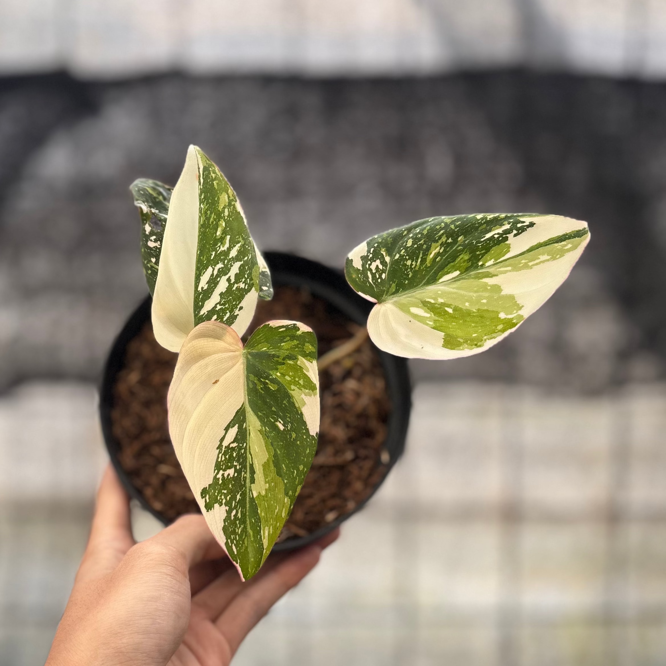RP17-8 Philodendron Gloriosum Treecolor