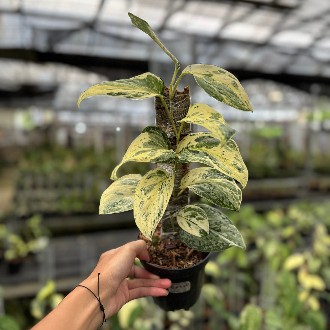 Scindapsus Exotica Salaca