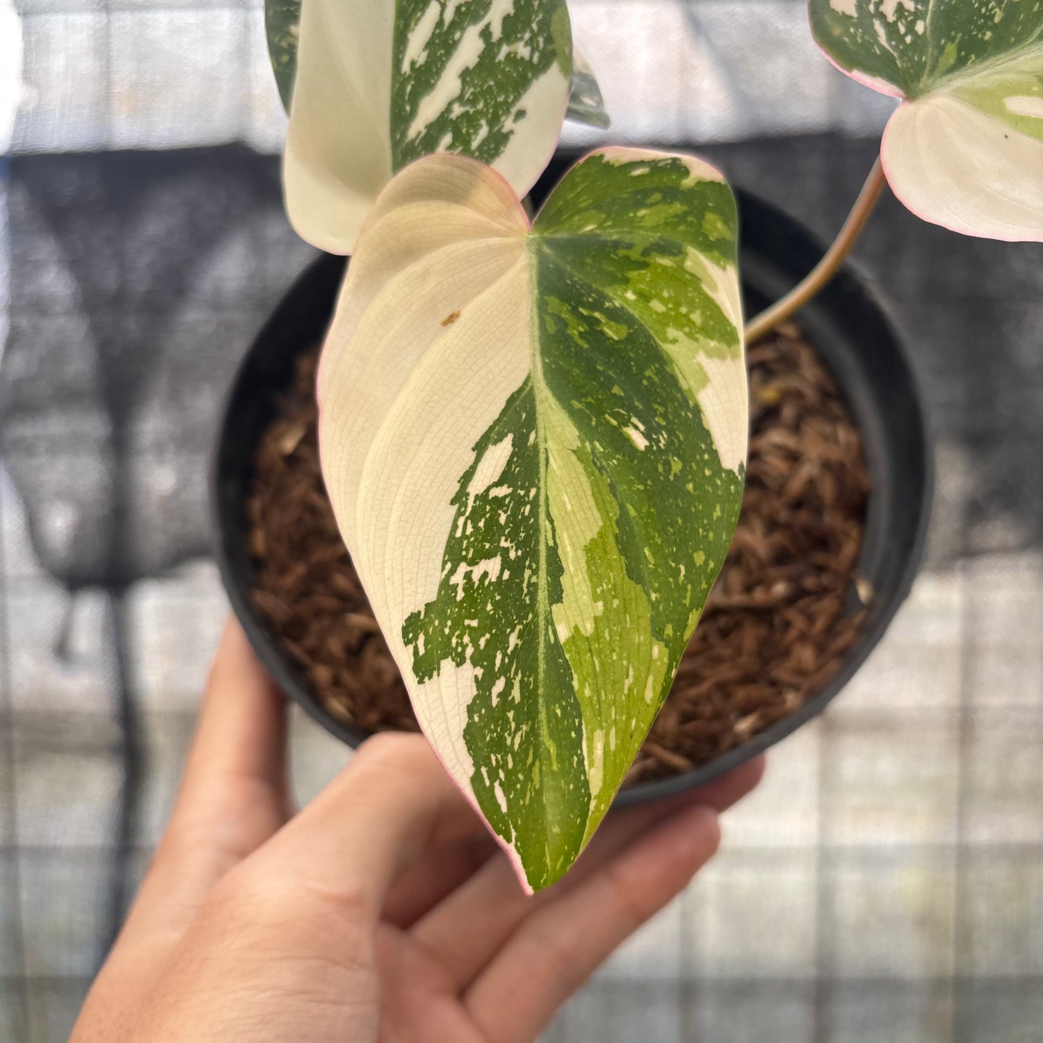 RP17-8 Philodendron Gloriosum Treecolor