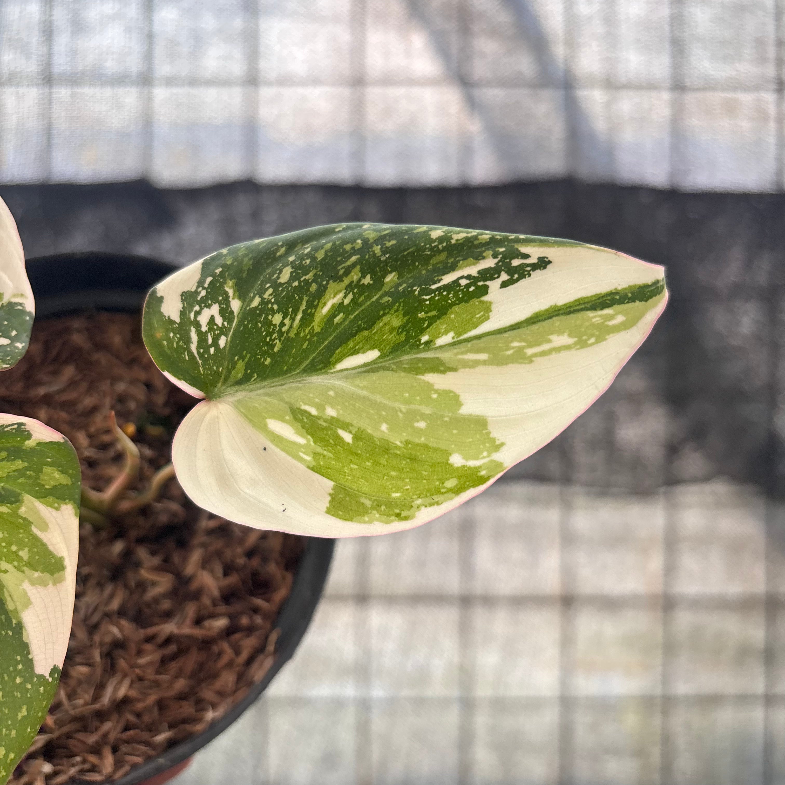 RP17-8 Philodendron Gloriosum Treecolor