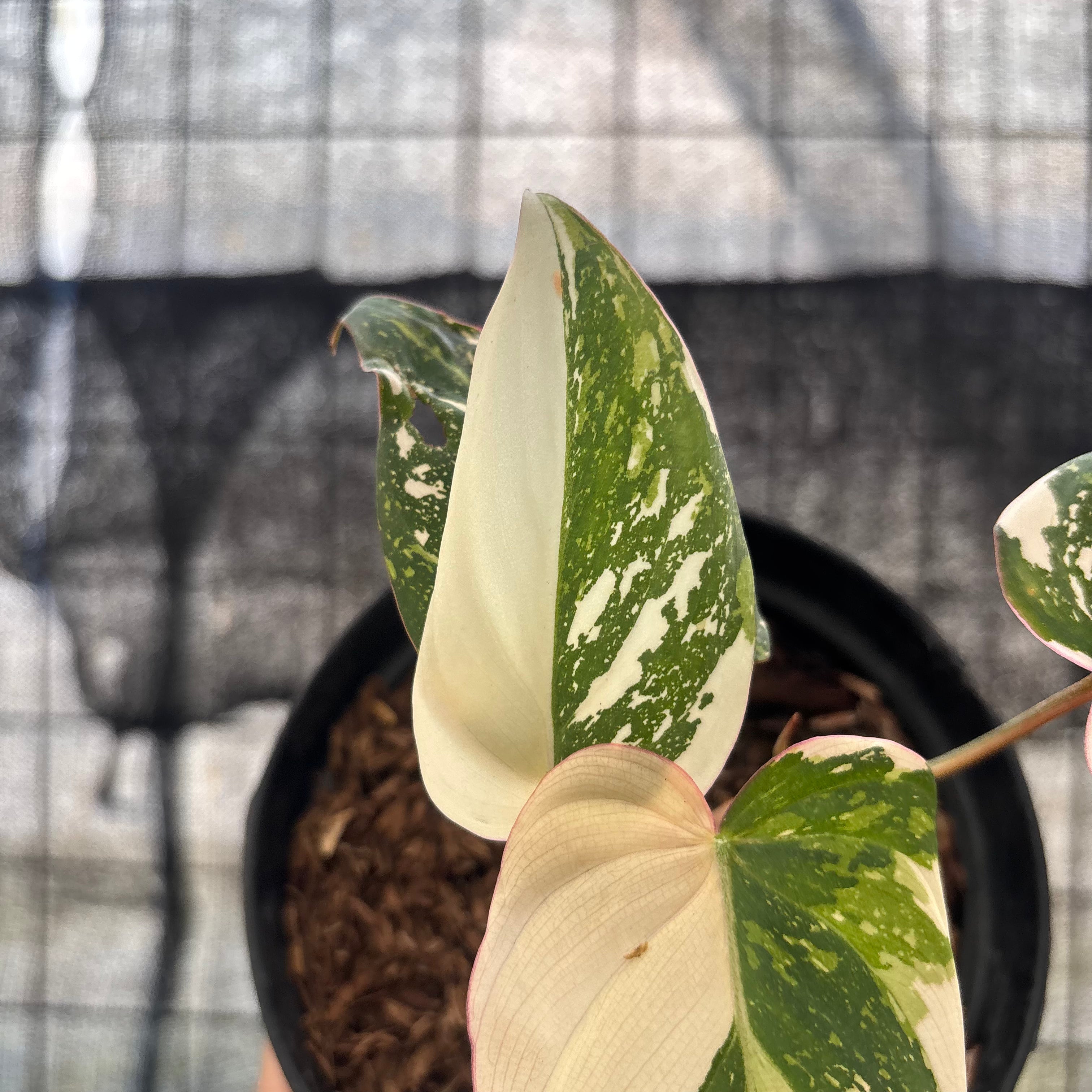 RP17-8 Philodendron Gloriosum Treecolor
