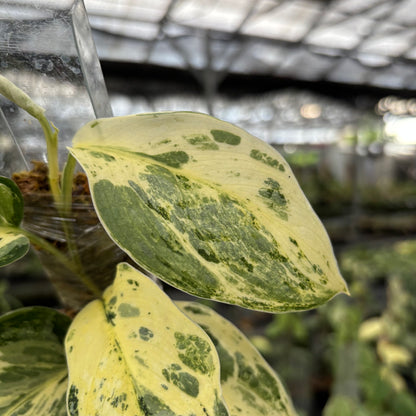 Scindapsus Exotica Salaca