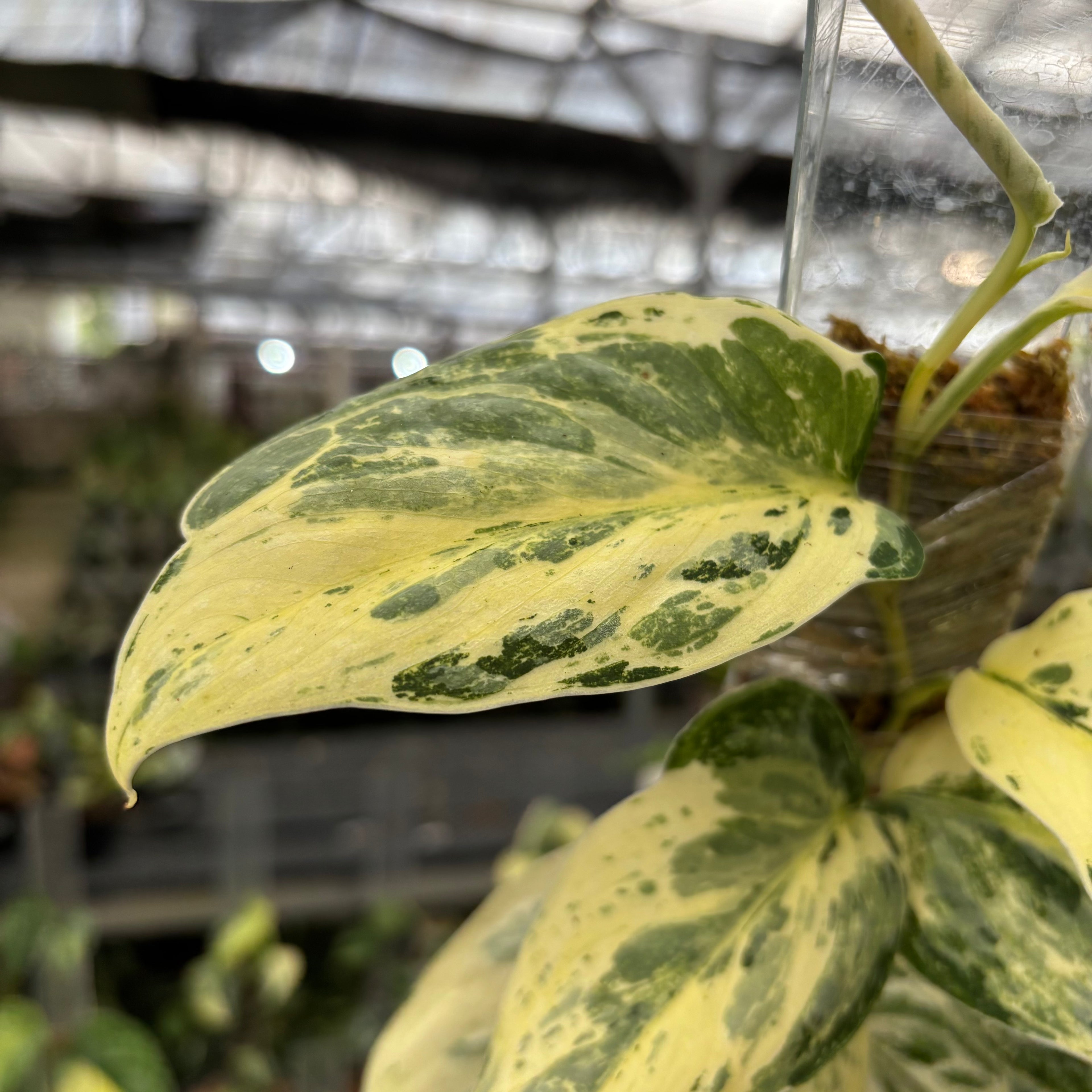 Scindapsus Exotica Salaca