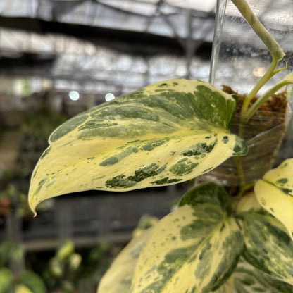 Scindapsus Exotica Salaca