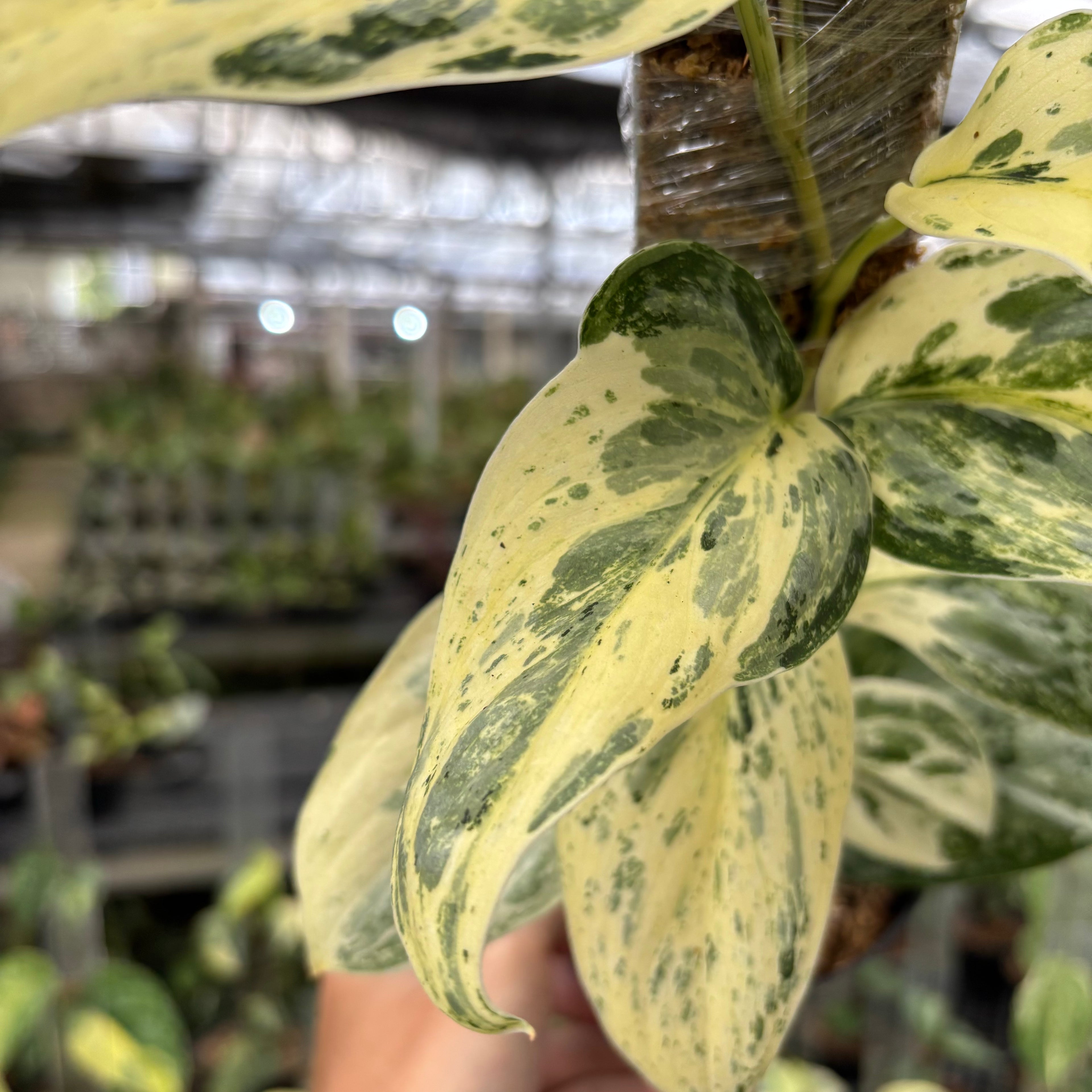 Scindapsus Exotica Salaca