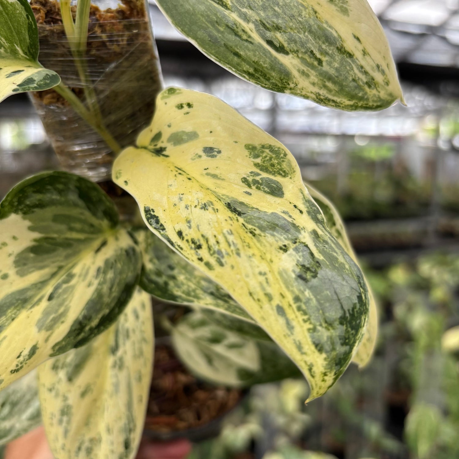 Scindapsus Exotica Salaca