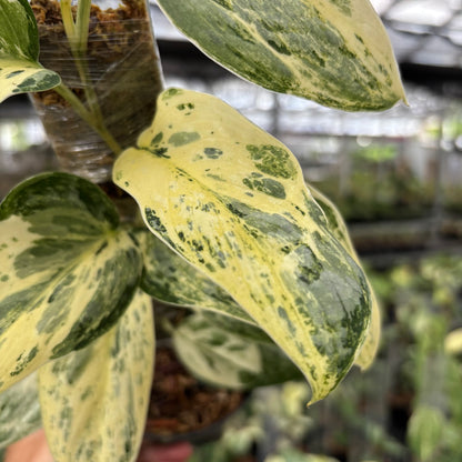 Scindapsus Exotica Salaca