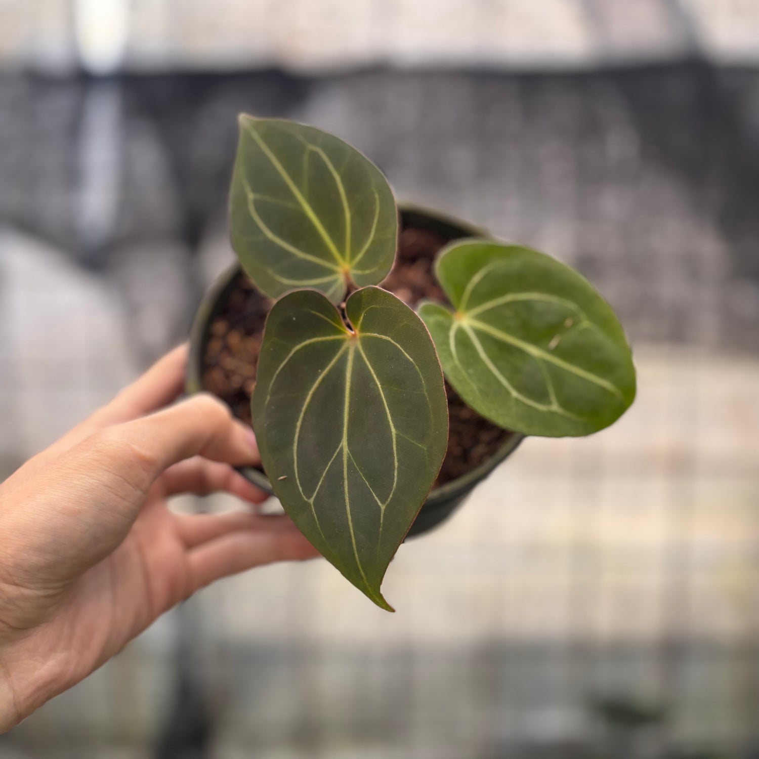RP18-8 Anthurium King Of Spades