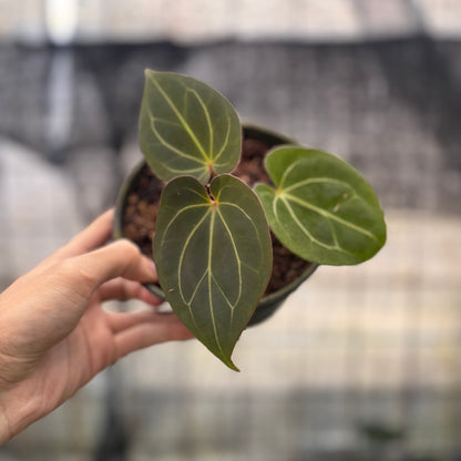 RP18-8 Anthurium King Of Spades
