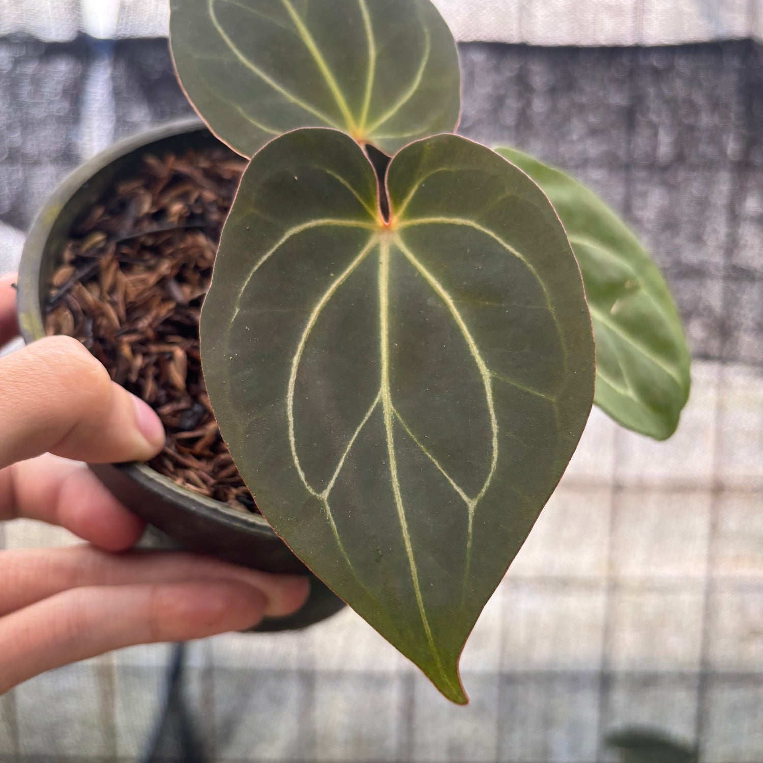 RP18-8 Anthurium King Of Spades