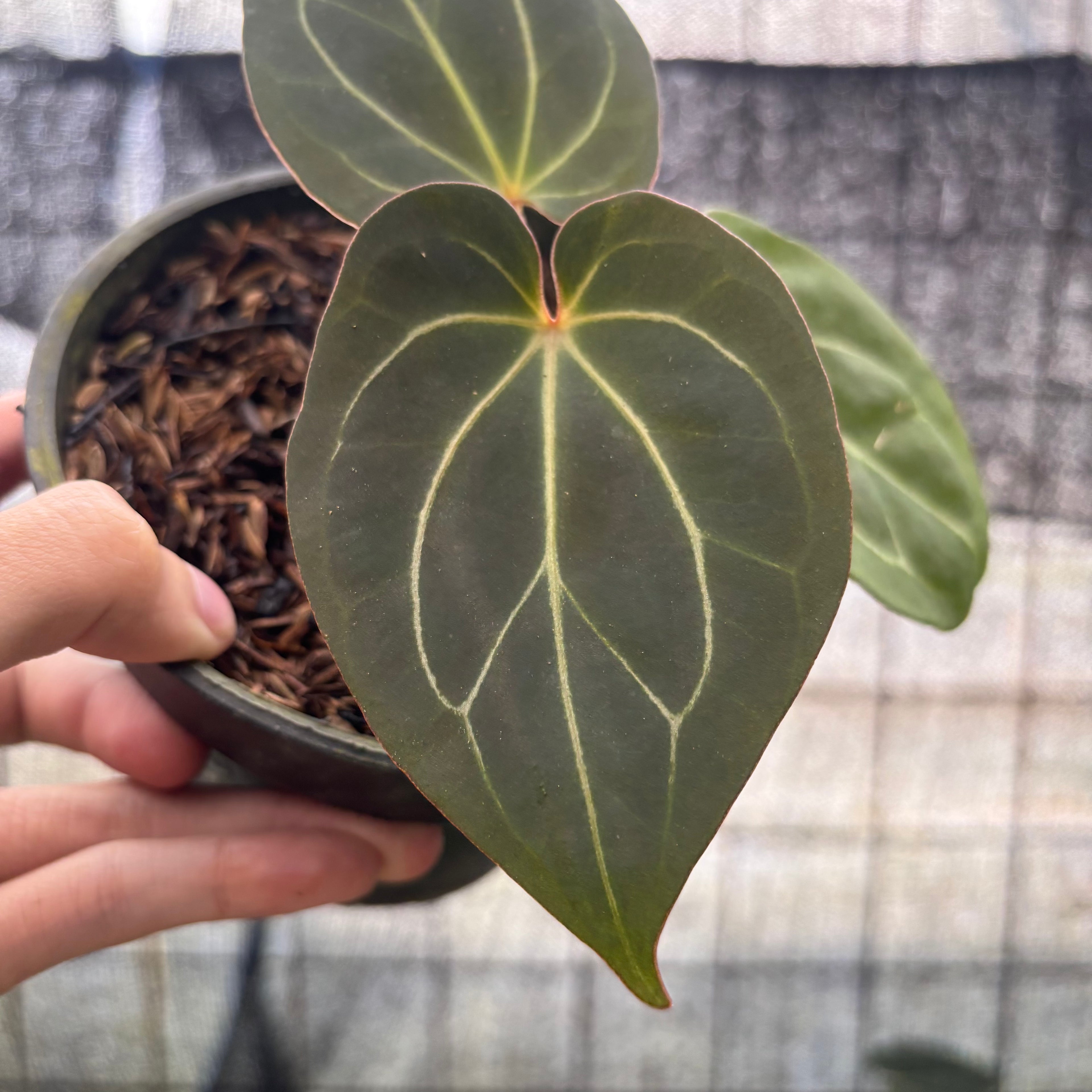 RP18-8 Anthurium King Of Spades