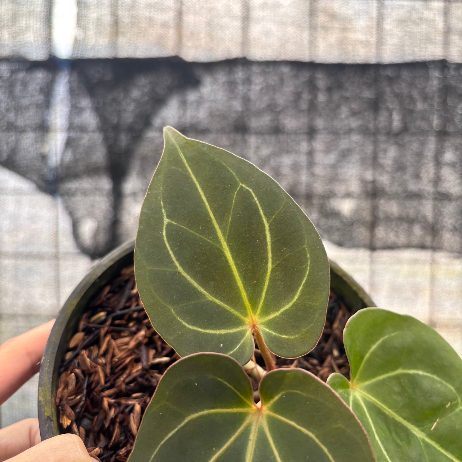 RP18-8 Anthurium King Of Spades