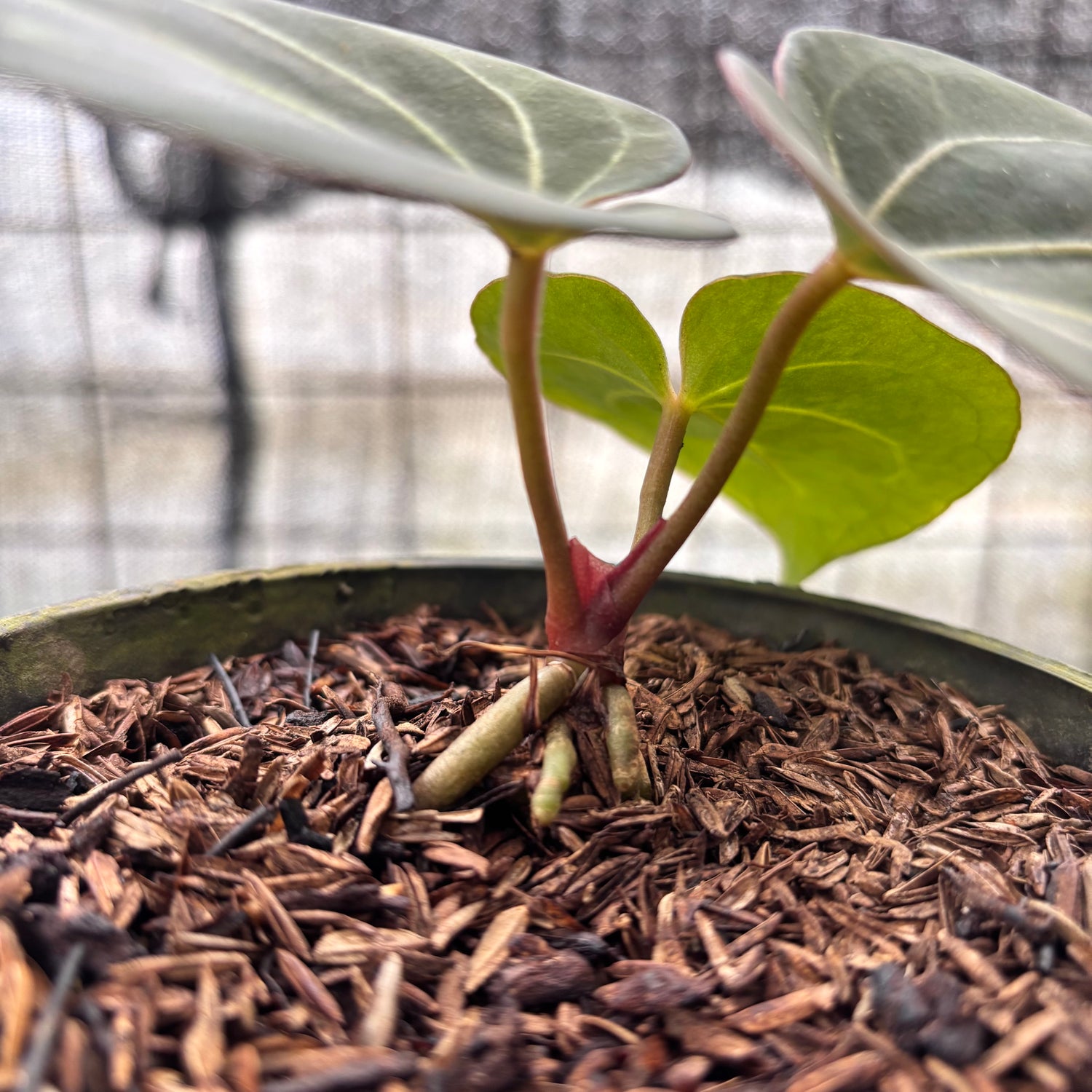 RP18-8 Anthurium King Of Spades