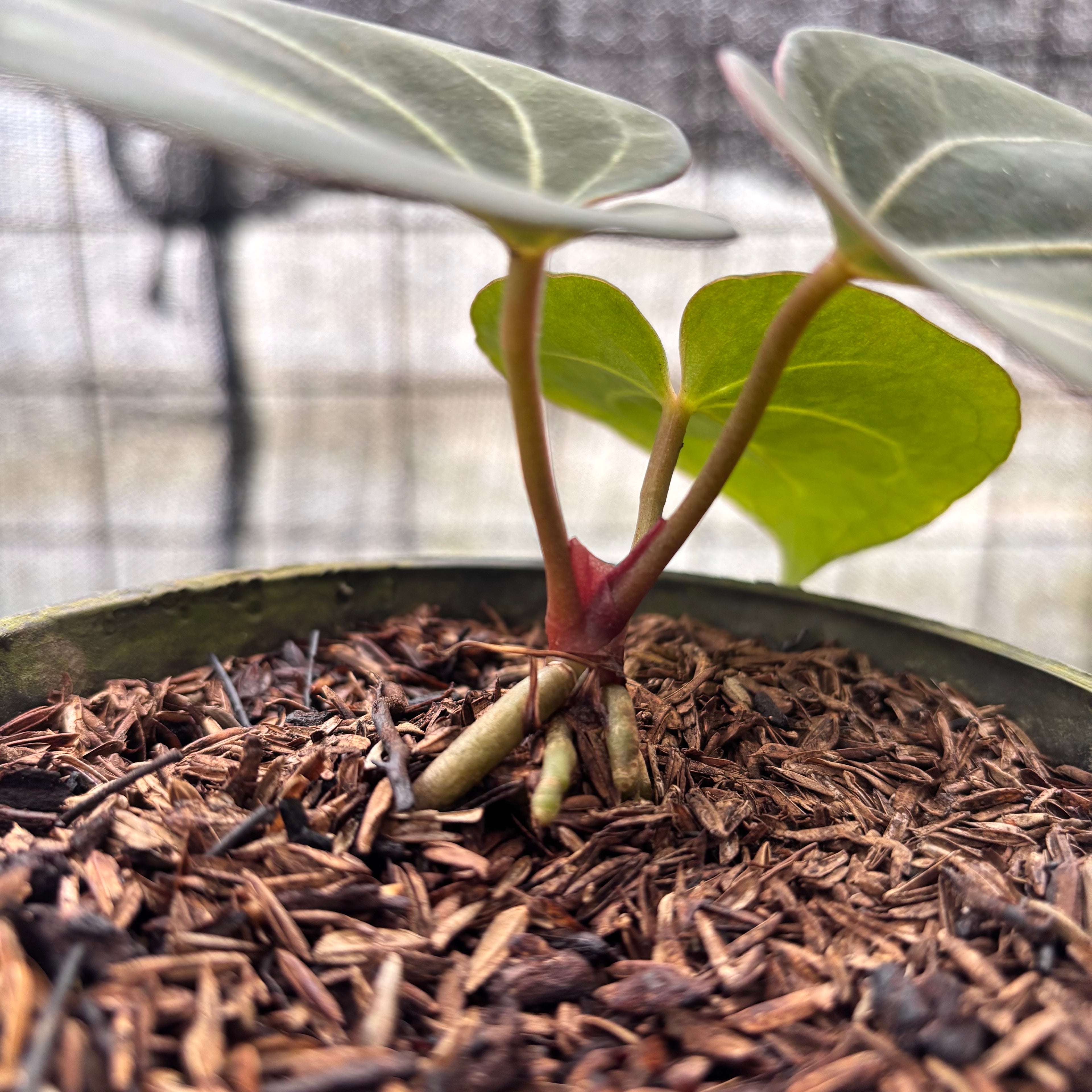 RP18-8 Anthurium King Of Spades
