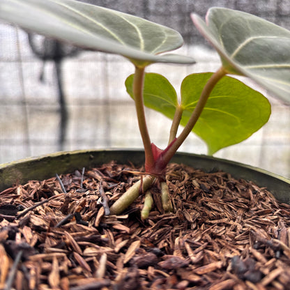 RP18-8 Anthurium King Of Spades