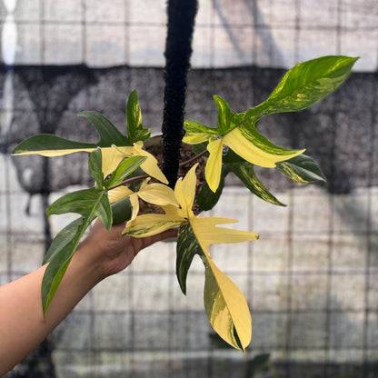 RP19-8 Philodendron Florida Beauty Mature Size