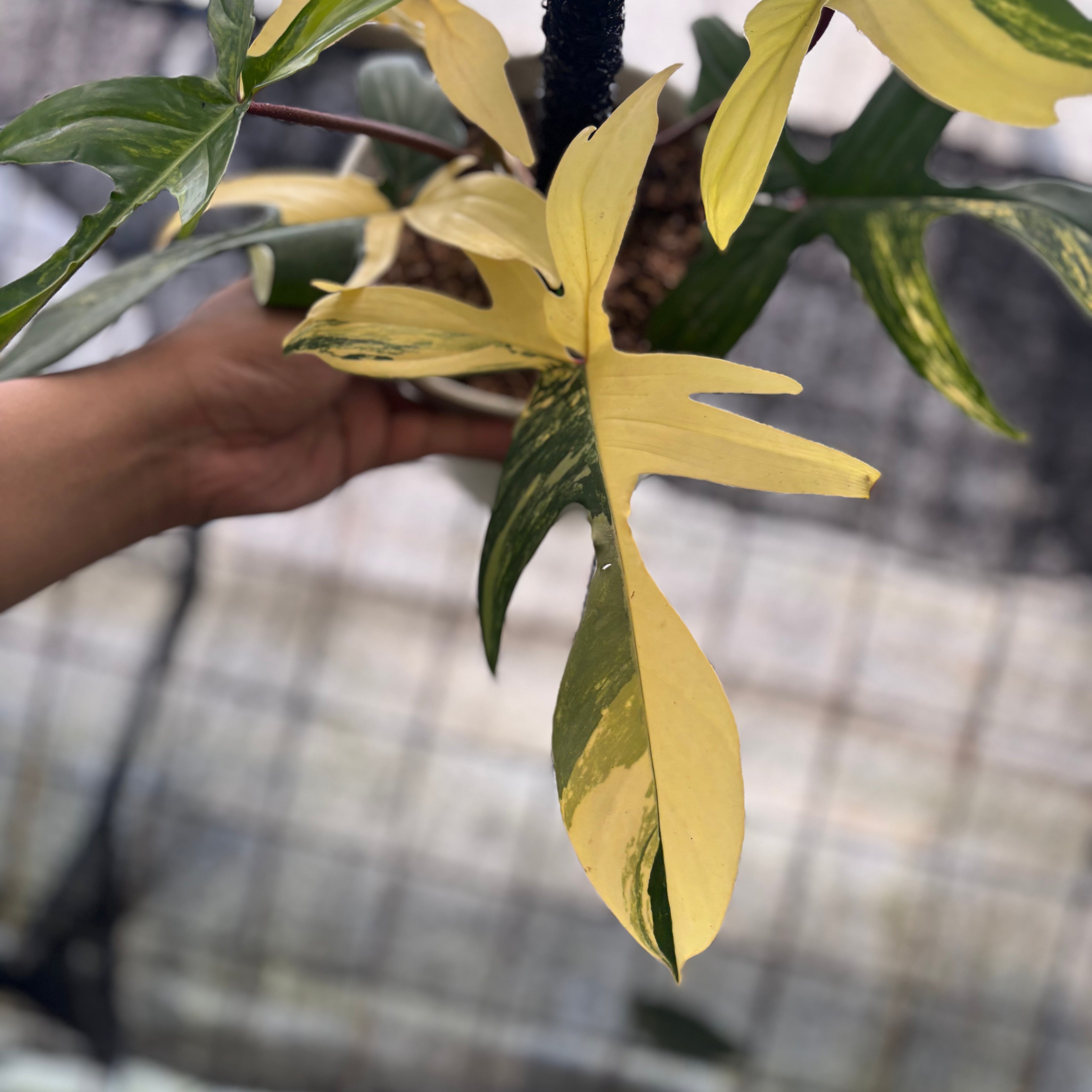 RP19-8 Philodendron Florida Beauty Mature Size