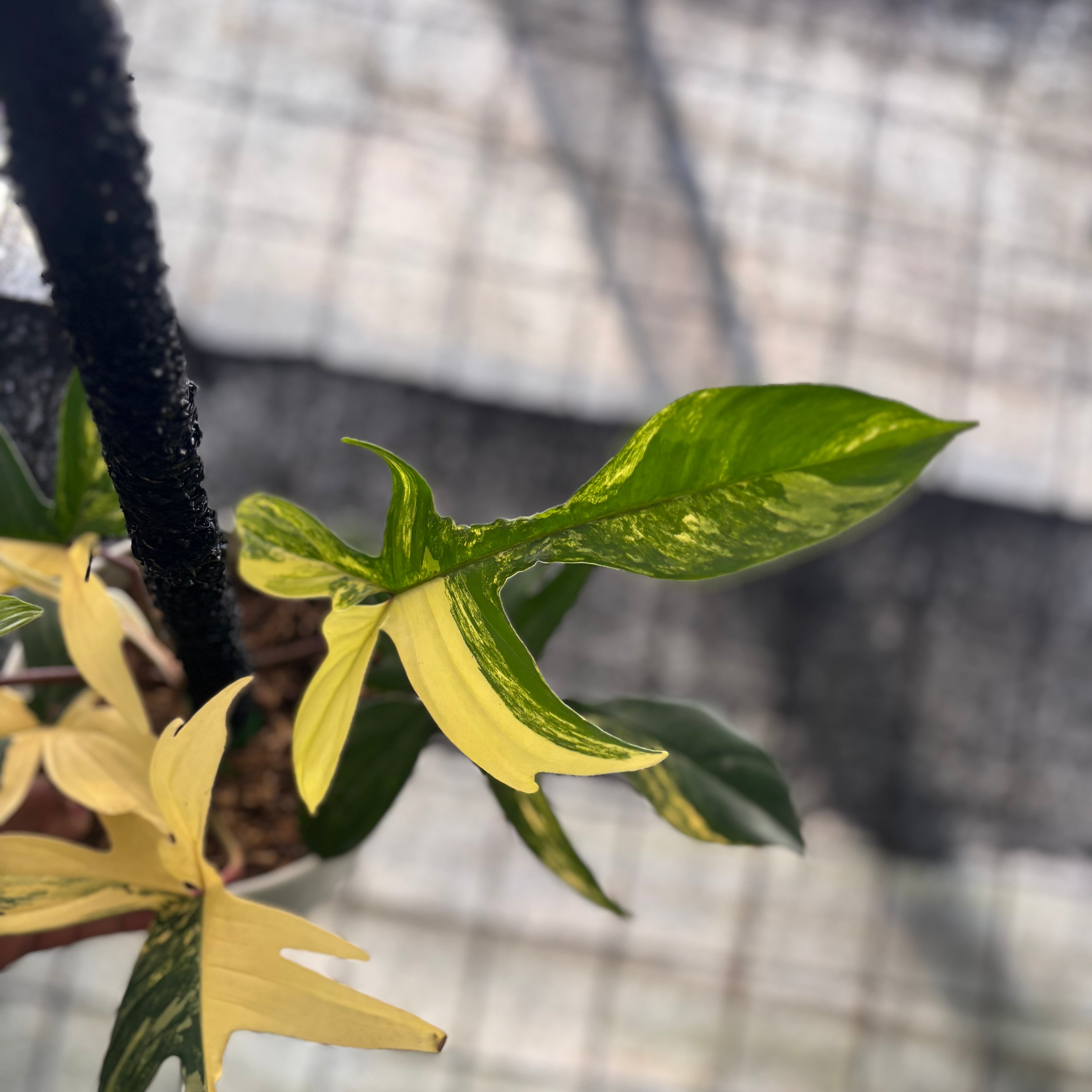 RP19-8 Philodendron Florida Beauty Mature Size