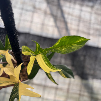 RP19-8 Philodendron Florida Beauty Mature Size
