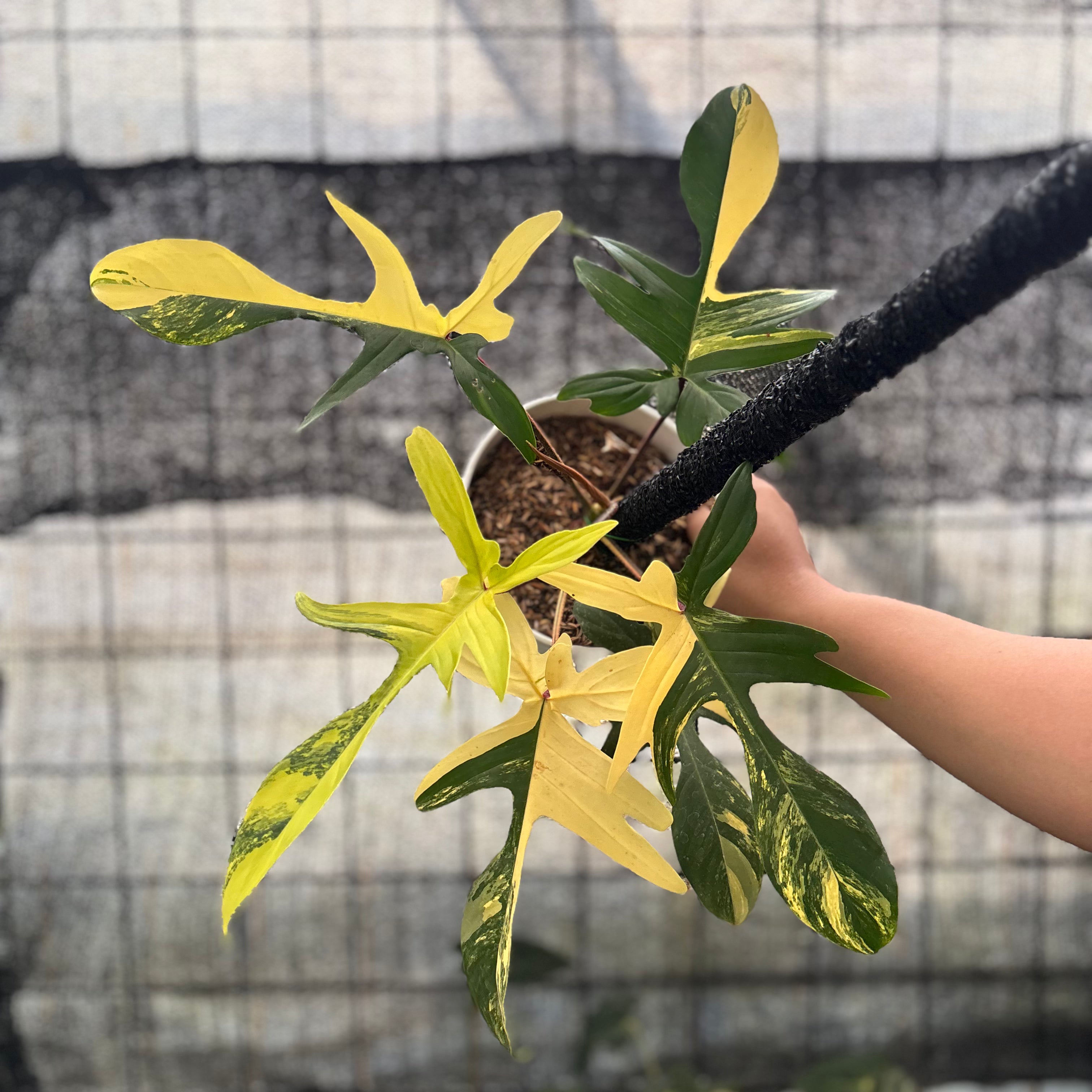 RP20-8 Philodendron Florida Beauty Mature Size