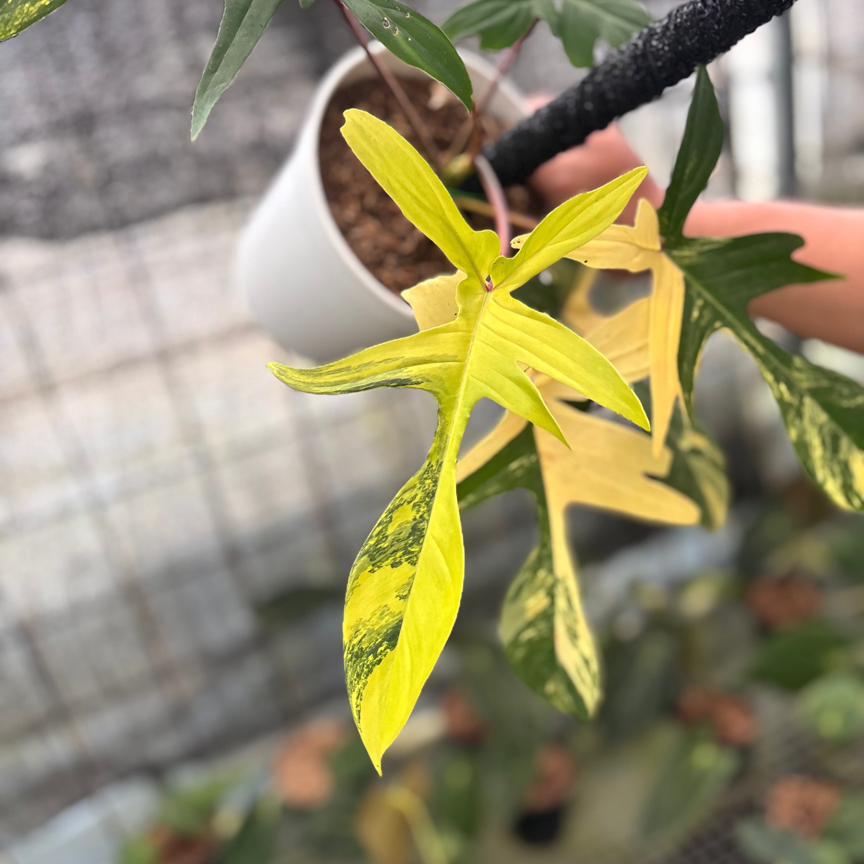 RP20-8 Philodendron Florida Beauty Mature Size