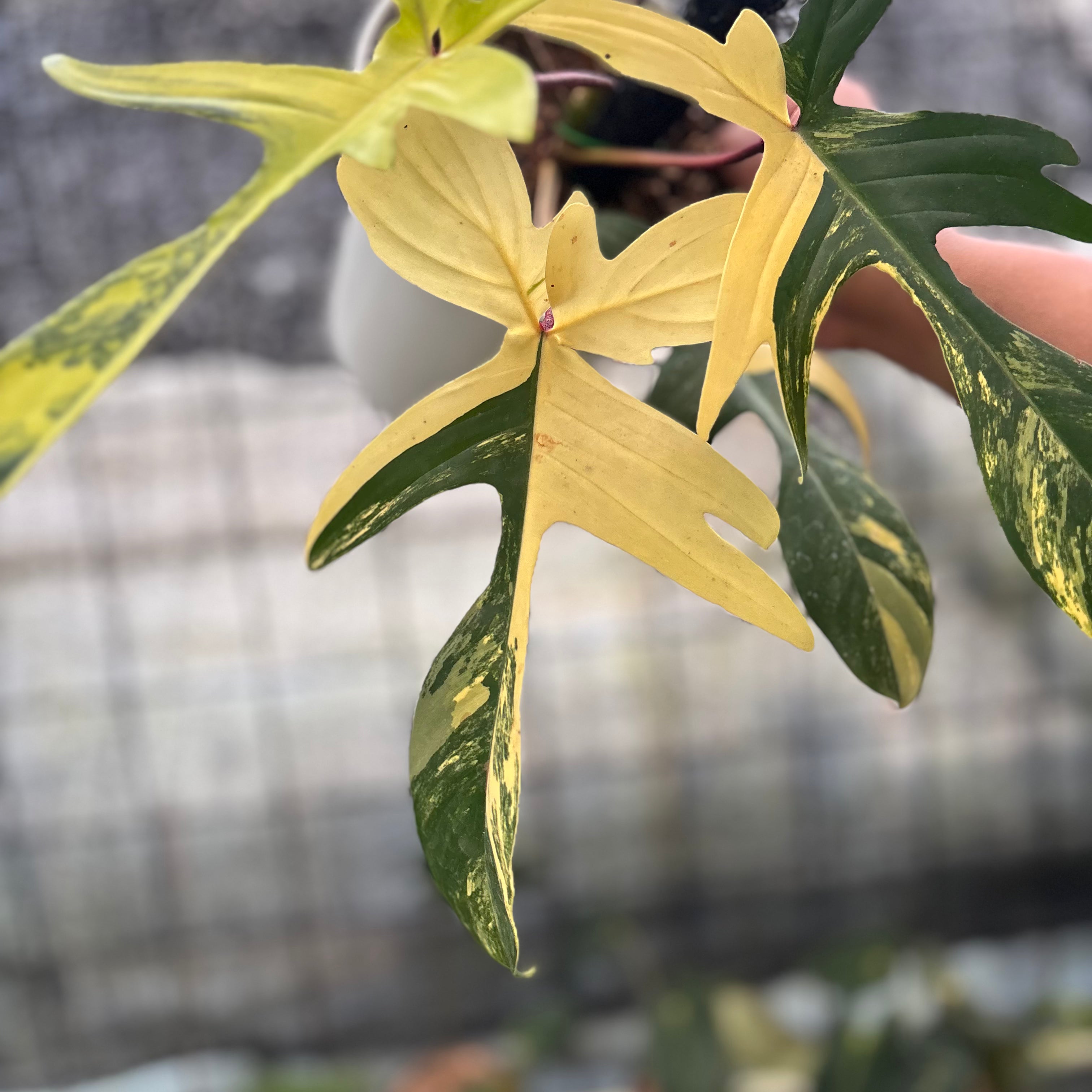 RP20-8 Philodendron Florida Beauty Mature Size