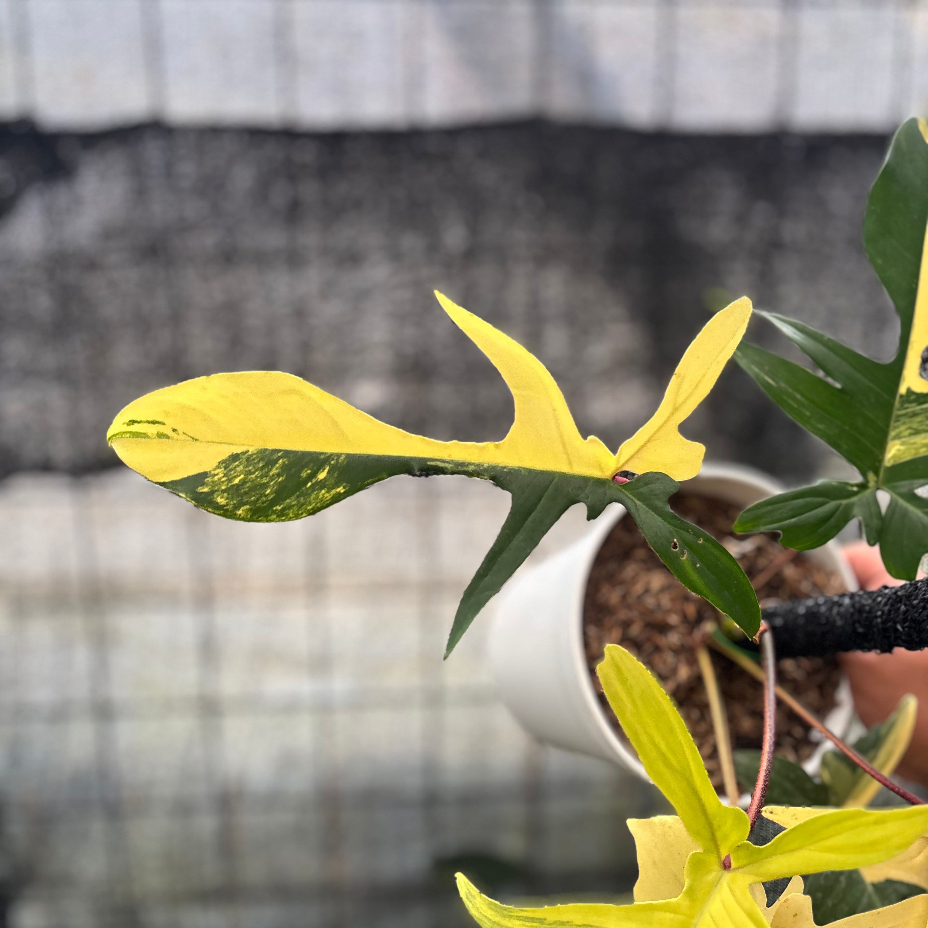 RP20-8 Philodendron Florida Beauty Mature Size