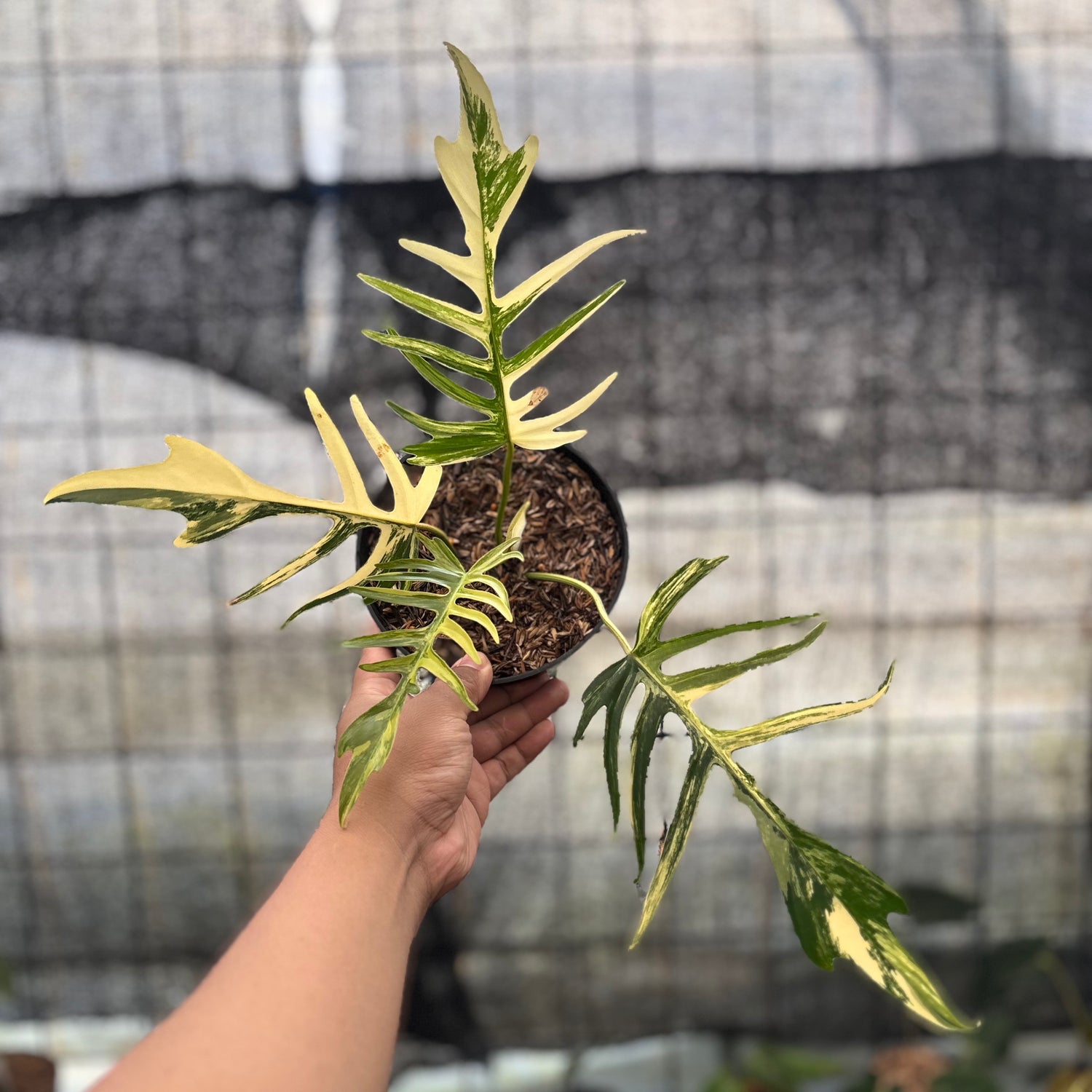 RP27-8 Philodendron Florida Beauty x Tortum Variegated
