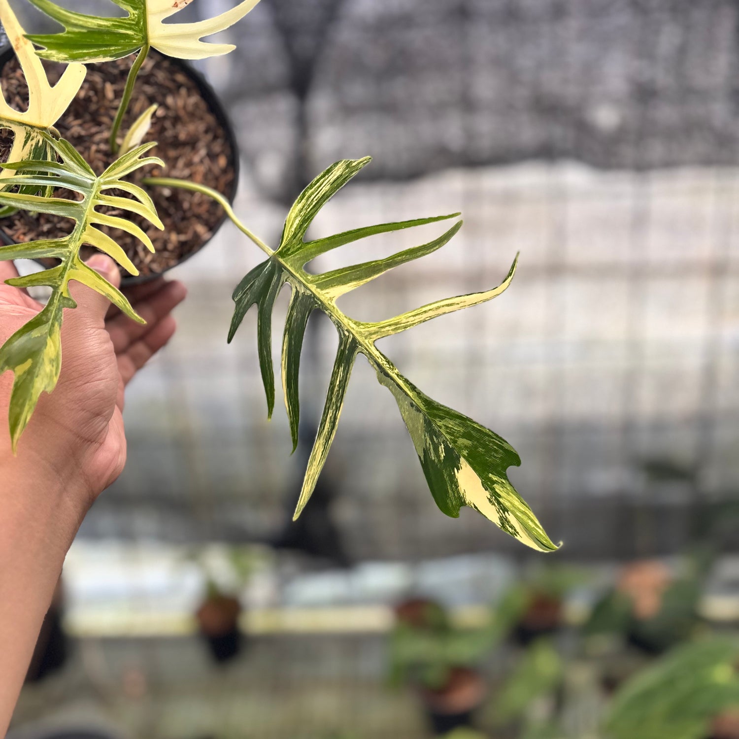 RP27-8 Philodendron Florida Beauty x Tortum Variegated