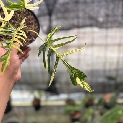 RP27-8 Philodendron Florida Beauty x Tortum Variegated