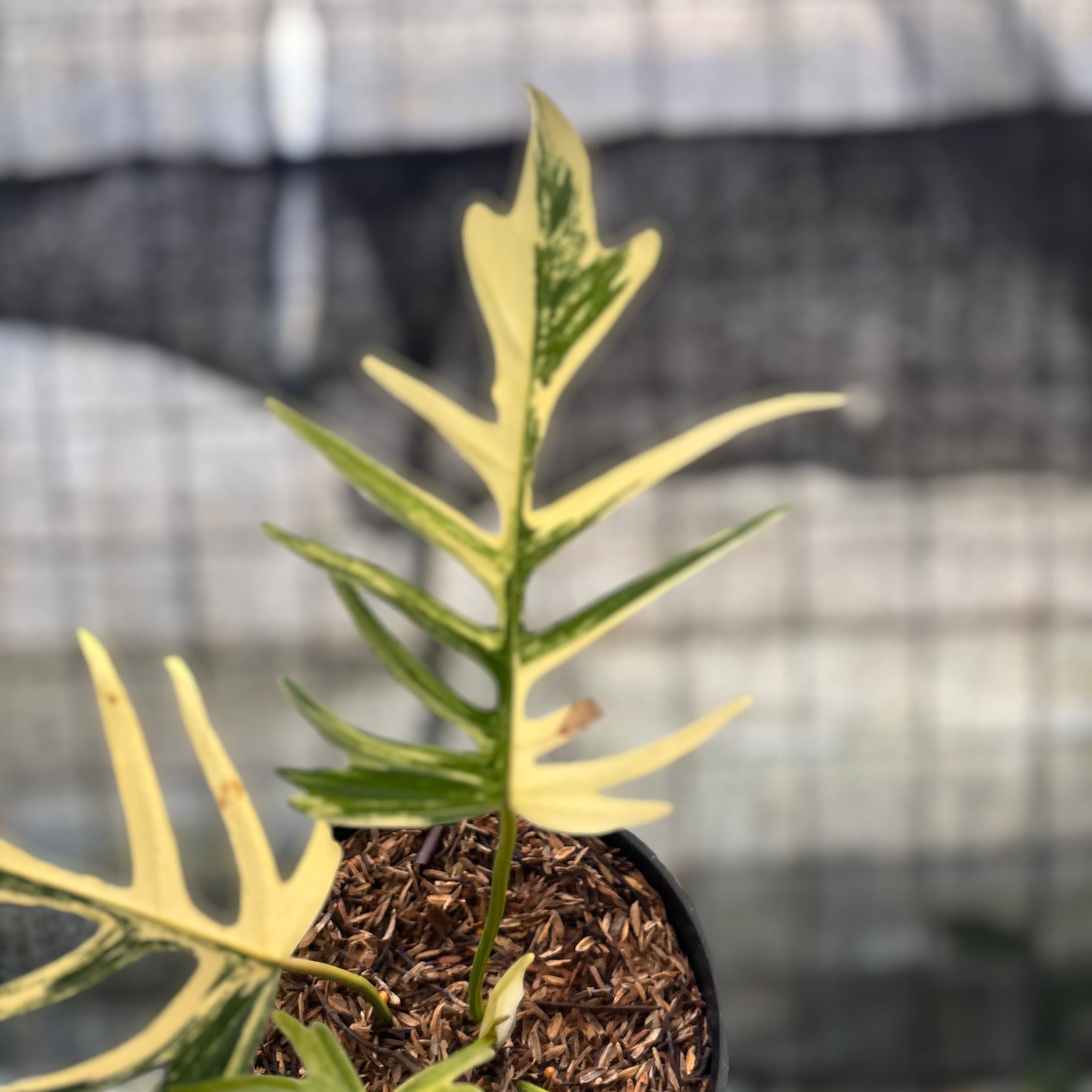 RP27-8 Philodendron Florida Beauty x Tortum Variegated