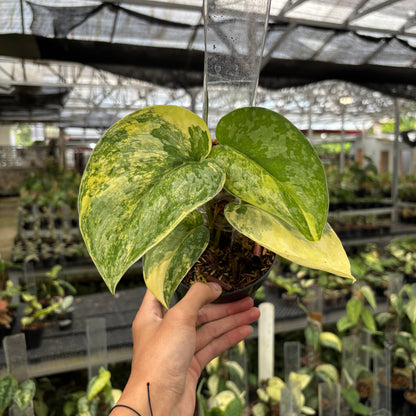 Scindapsus Swarna Bumi