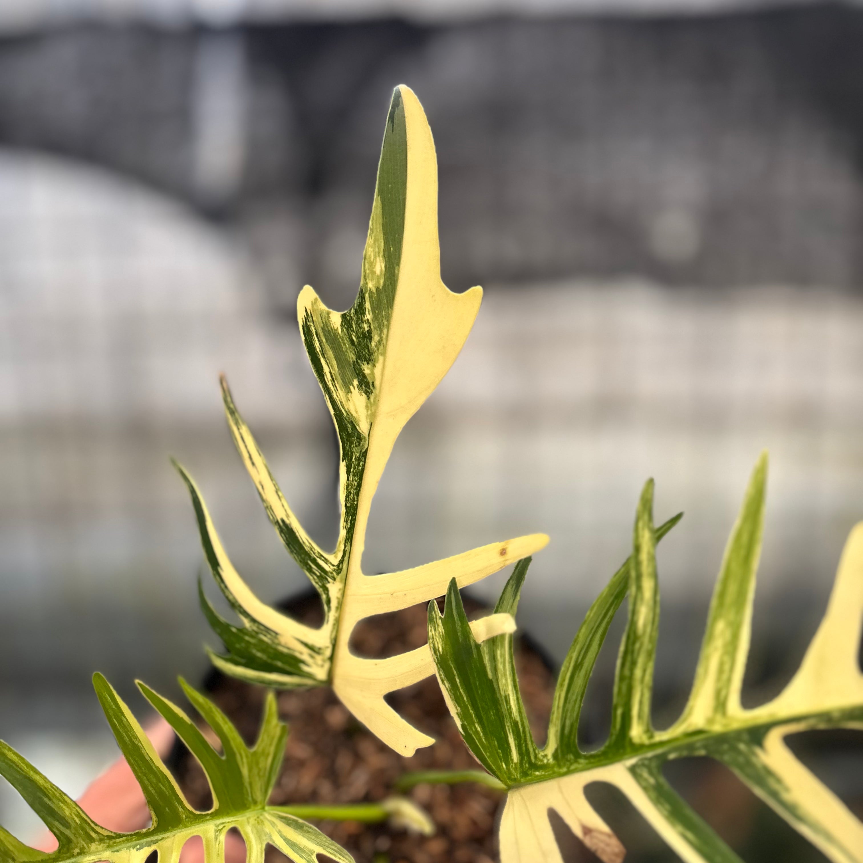 RP27-8 Philodendron Florida Beauty x Tortum Variegated
