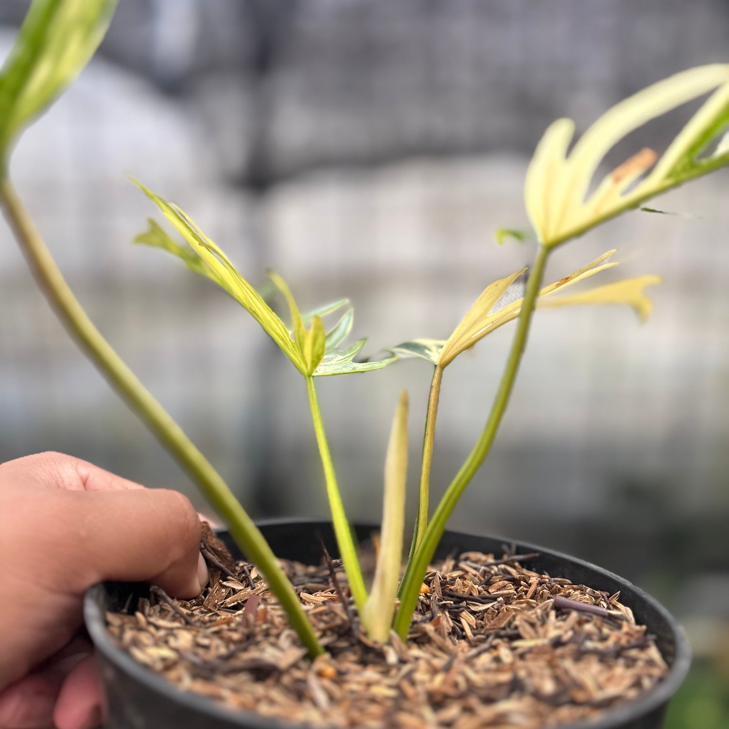 RP27-8 Philodendron Florida Beauty x Tortum Variegated
