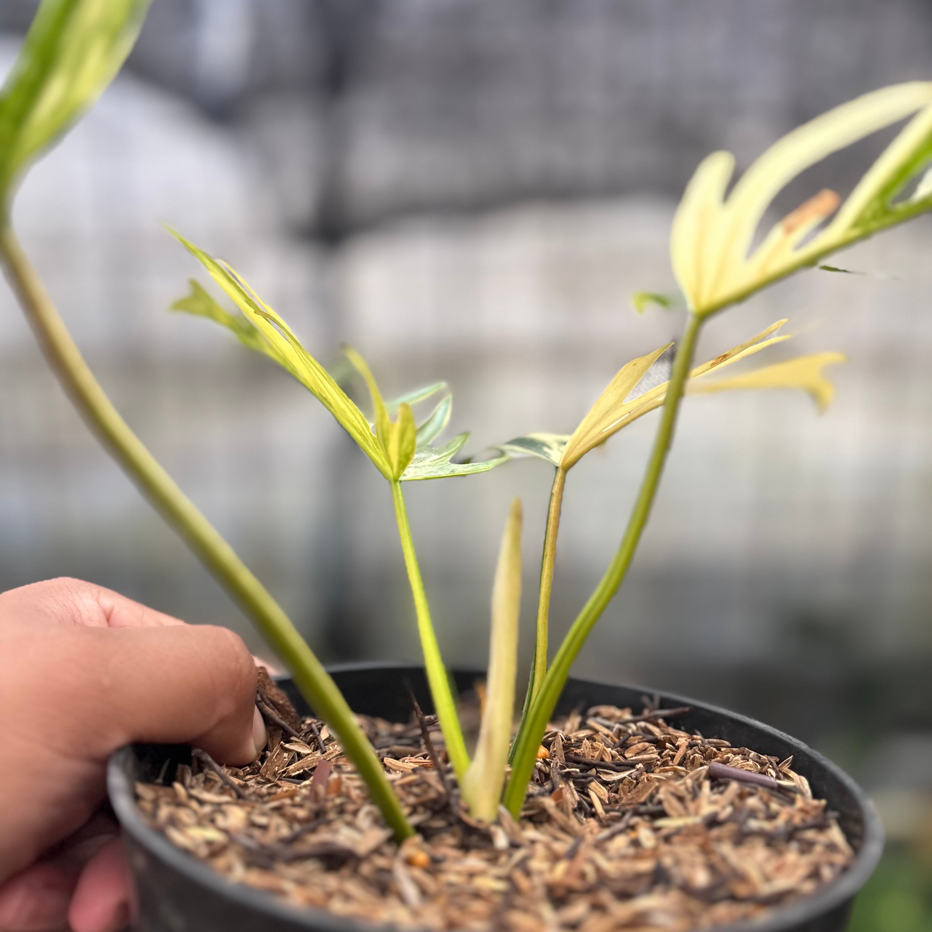 RP27-8 Philodendron Florida Beauty x Tortum Variegated