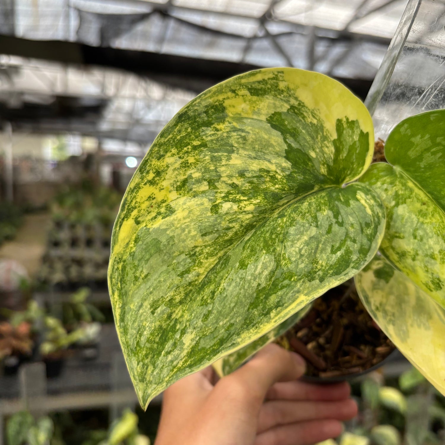 Scindapsus Swarna Bumi