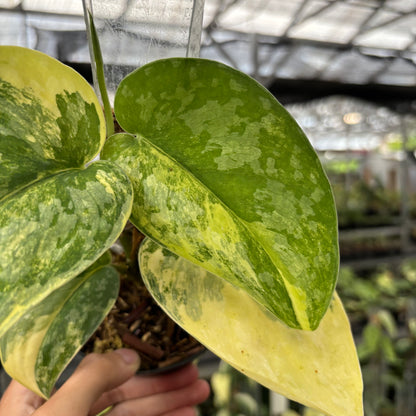 Scindapsus Swarna Bumi