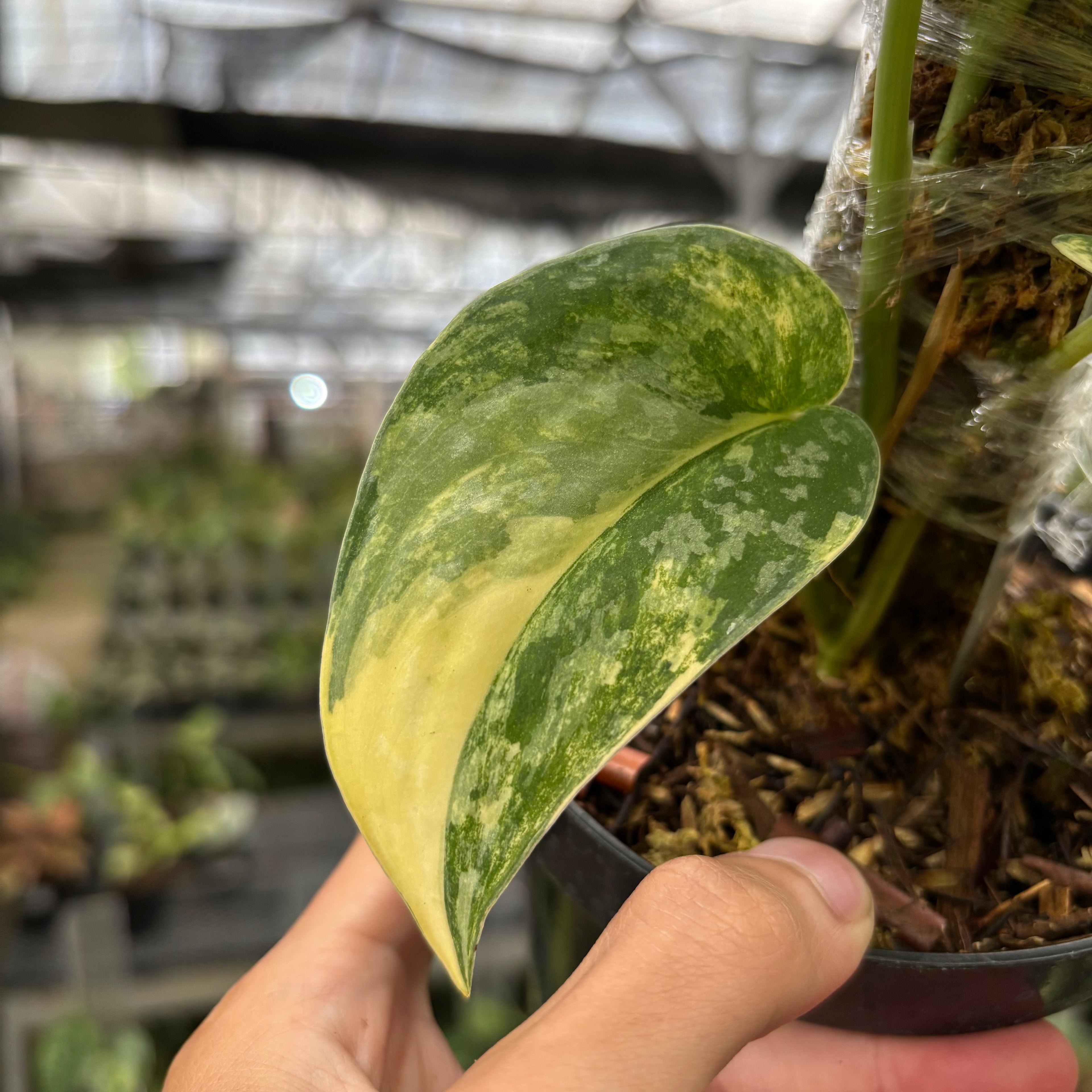 Scindapsus Swarna Bumi