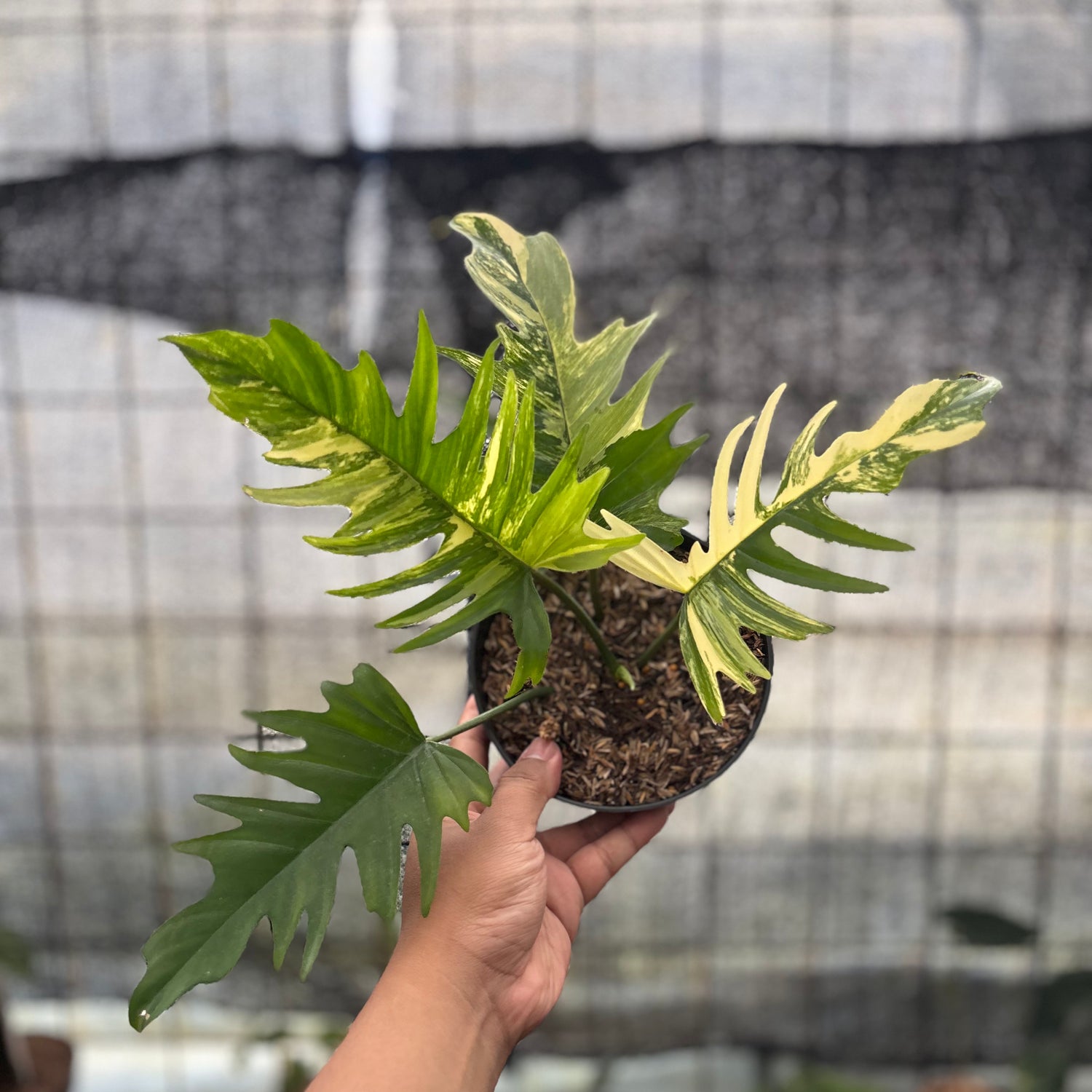 RP28-8 Philodendron Florida Beauty x Tortum Variegated