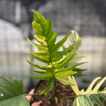 RP28-8 Philodendron Florida Beauty x Tortum Variegated