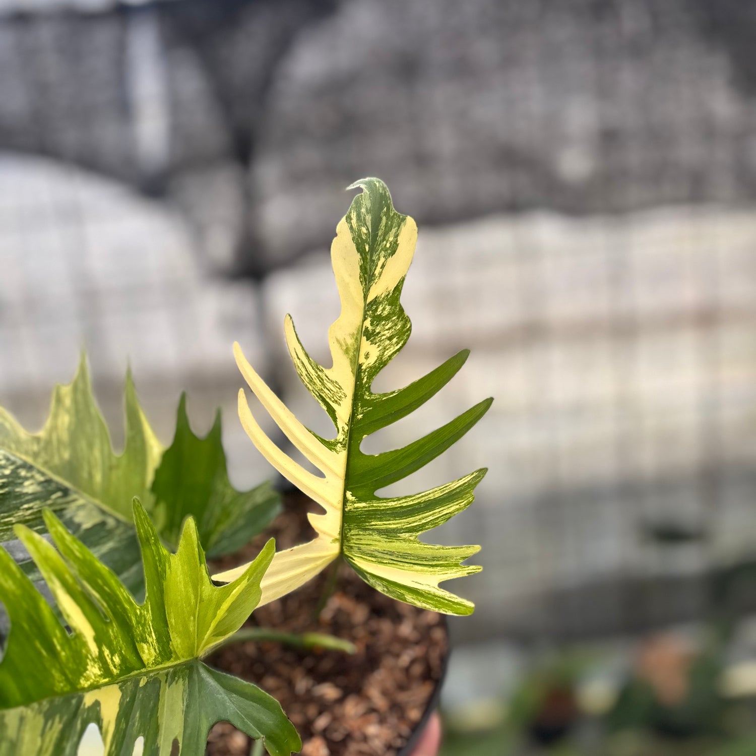RP28-8 Philodendron Florida Beauty x Tortum Variegated