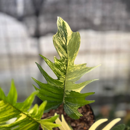 RP28-8 Philodendron Florida Beauty x Tortum Variegated