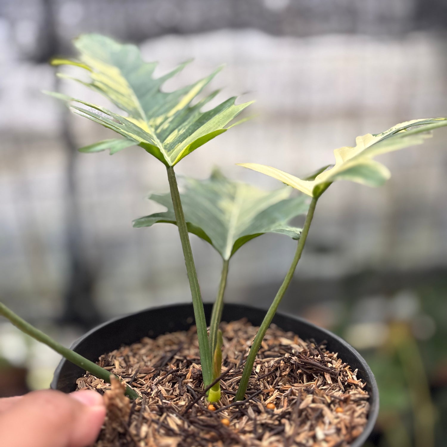RP28-8 Philodendron Florida Beauty x Tortum Variegated